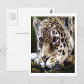 Carte postale Peinture Cheetah (Devant / Derrière)