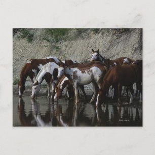 Carte Postale Peinture Chevaux Boire