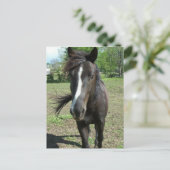 Carte Postale Peinture de cheval (Debout devant)