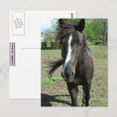Carte Postale Peinture de cheval (Devant / Derrière)