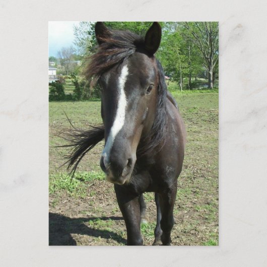 Carte Postale Peinture de cheval (Devant)