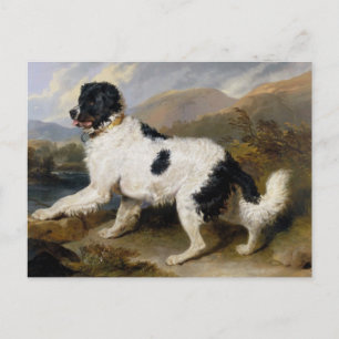 Carte Postale Peinture de chien de Terre-Neuve