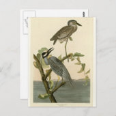 Carte Postale Peinture de héron jaune Vintage d'Audubon (Devant / Derrière)