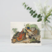 Carte Postale Peinture de la faune Audubon du Groupement rouillé (Debout devant)