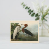 Carte Postale Peinture de la faune d'Audubon Heron violet (Debout devant)