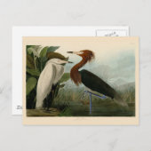 Carte Postale Peinture de la faune d'Audubon Heron violet (Devant / Derrière)
