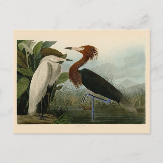 Carte Postale Peinture de la faune d'Audubon Heron violet (Devant)