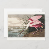 Carte Postale Peinture de la faune de l'audubon Spoonbill Roseat (Devant / Derrière)
