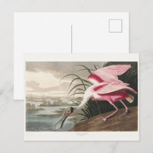Carte Postale Peinture de la faune de l'audubon Spoonbill Roseat