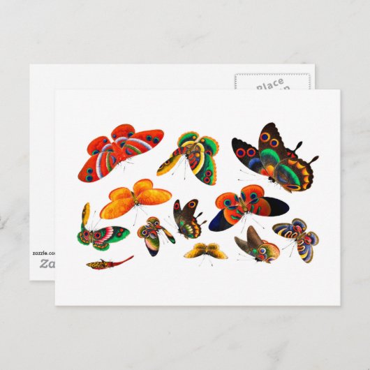 Carte Postale Peinture de papillon et d'insectes chinois - dynas (Devant / Derrière)