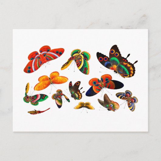 Carte Postale Peinture de papillon et d'insectes chinois - dynas (Devant)
