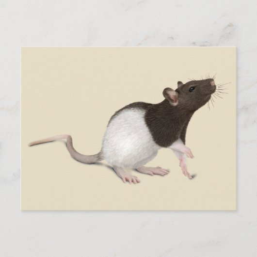 Carte Postale Peinture de rat pour animaux (Devant)
