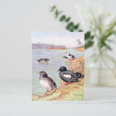 Carte Postale Peinture de Rhinoceros Auklets et Pigeon Uuille (Debout devant)