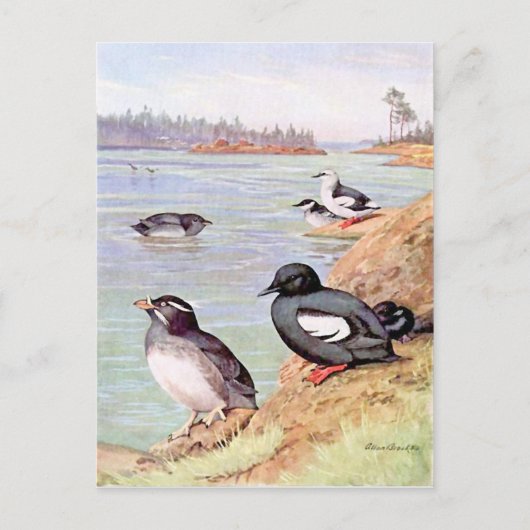 Carte Postale Peinture de Rhinoceros Auklets et Pigeon Uuille (Devant)
