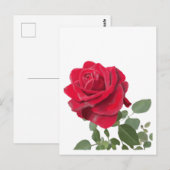 Carte Postale Peinture de rose rouge (Devant / Derrière)