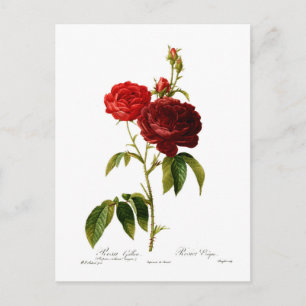 Carte Postale Peinture de roses vintages rouge profond