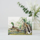 Carte Postale Peinture d'oiseaux chez le canard colvert Audubon (Debout devant)