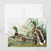 Carte Postale Peinture d'oiseaux chez le canard colvert Audubon (Devant / Derrière)