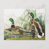 Carte Postale Peinture d'oiseaux chez le canard colvert Audubon (Devant)