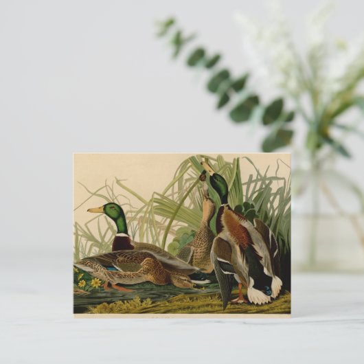 Carte Postale Peinture d'oiseaux de Mallard Duck Audubon (Debout devant)