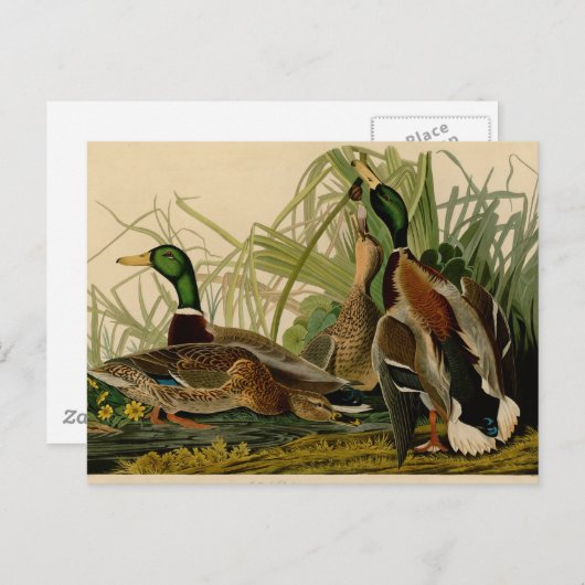 Carte Postale Peinture d'oiseaux de Mallard Duck Audubon (Devant / Derrière)
