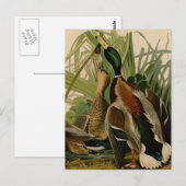 Carte Postale Peinture d'oiseaux de Mallard Duck Audubon (Devant / Derrière)