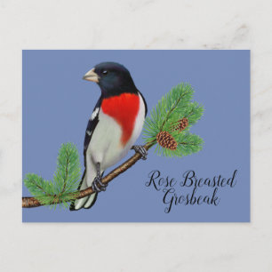 Carte Postale Peinture d'oiseaux noirs rouges Rose Grosbeak brai