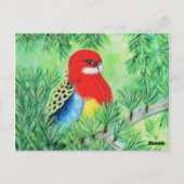 Carte Postale Peinture d'oiseaux Rosella (Dos)