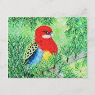 Carte Postale Peinture d'oiseaux Rosella