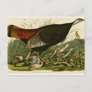 Carte Postale Peinture d'oiseaux sauvages de Turquie Audubon