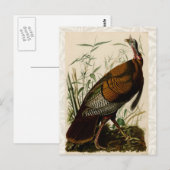 Carte Postale Peinture d'oiseaux sauvages de Turquie Audubon (Devant / Derrière)