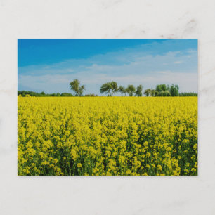 Carte Postale Peinture du champ de fleurs jaunes