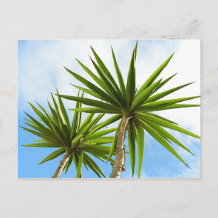 Carte Postale Peinture Effet Photo de Feuilles de Palmier Yucca 