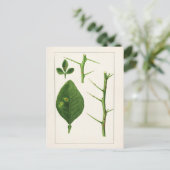 Carte Postale Peinture Feuille orange (Poncirus Trifoliata) (Debout devant)