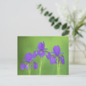 Carte Postale Peinture Iris Violet - Art Fleur Originale (Debout devant)