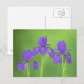 Carte Postale Peinture Iris Violet - Art Fleur Originale (Devant / Derrière)