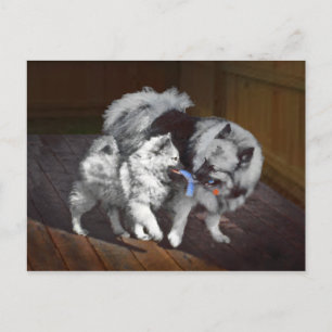 Carte Postale Peinture Keeshond Playtime - Jolie art original ch