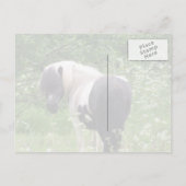 Carte Postale Peinture noir et blanc Pony, Grass et Fleur sauvag (Dos)