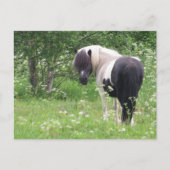 Carte Postale Peinture noir et blanc Pony, Grass et Fleur sauvag (Devant)