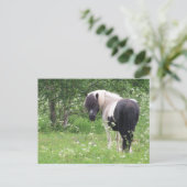 Carte Postale Peinture noir et blanc Pony, Grass et Fleur sauvag (Debout devant)