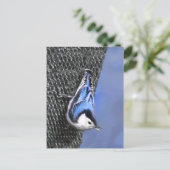 Carte Postale Peinture Nuthatch à poitrine blanche Art original (Debout devant)