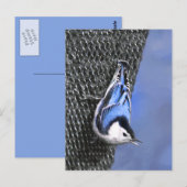 Carte Postale Peinture Nuthatch à poitrine blanche Art original (Devant / Derrière)