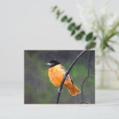 Carte Postale Peinture Oriole - Art Oiseau Original (Debout devant)
