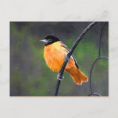 Carte Postale Peinture Oriole - Art Oiseau Original (Devant)