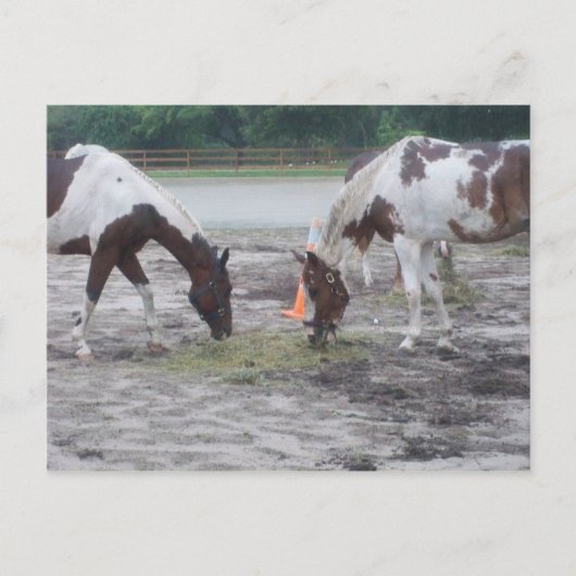 Carte postale Peinture/Pinto (Devant)