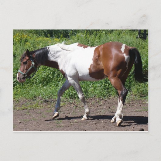 Carte Postale Peinture pure (Devant)