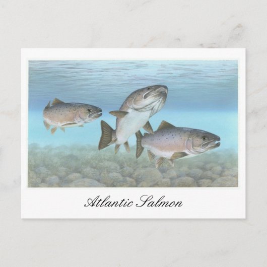 Carte postale Peinture Saumon Atlantique (Devant)