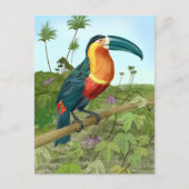Carte Postale Peinture Toucan (Devant)