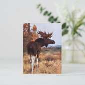 Carte Postale Peinture vintage d'orignaux (Debout devant)