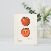 Carte Postale Peinture vintage Persimmons Fruit Aquarelle (Debout devant)